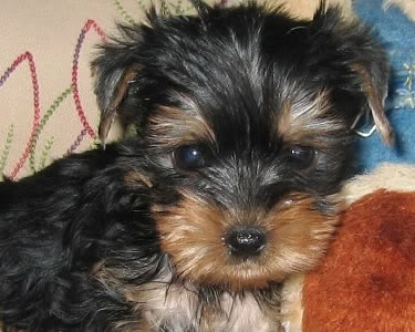 VENGANZA - Yo decido cuando termina el juego. -  - Página 7 Yorkshire-terrier-leo