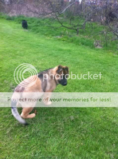 Paddy, Monty, Millie, Codi and Saffie. 18d40916