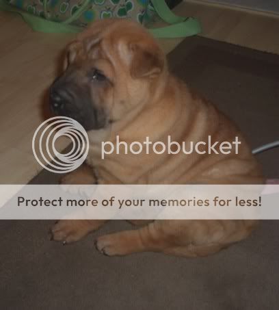 Introducing Lola (Sharpei Puppy) CIMG2353