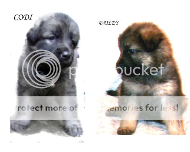 Which Puppy shall I keep (poll)  F5f017ed