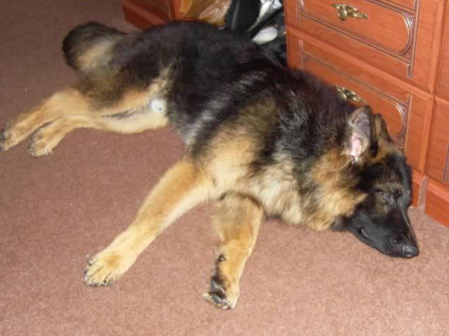 AXEL; 6 Months old Long Haired GSD **UPDATED**LAST UPDATE* 154749_125218927538251_100001504326