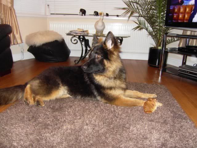 AXEL; 6 Months old Long Haired GSD **UPDATED**LAST UPDATE* 154861_125209380872539_100001504326