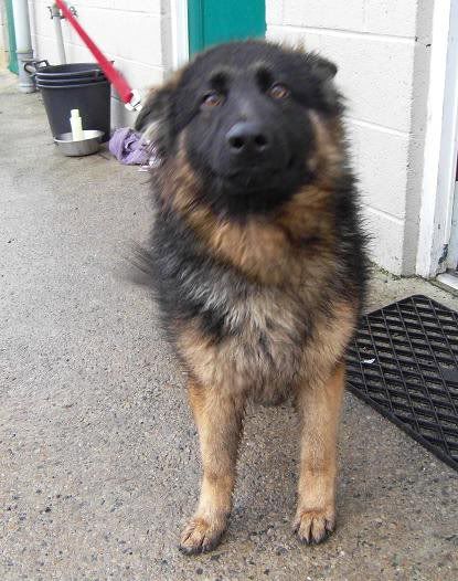 AXEL; 6 Months old Long Haired GSD **UPDATED**LAST UPDATE* 155159_125144864212324_100001504326