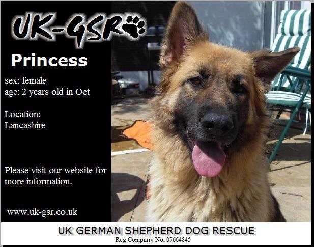 UK-German Shepherd Rescue's Latest Dogs needing homes 28d3776a