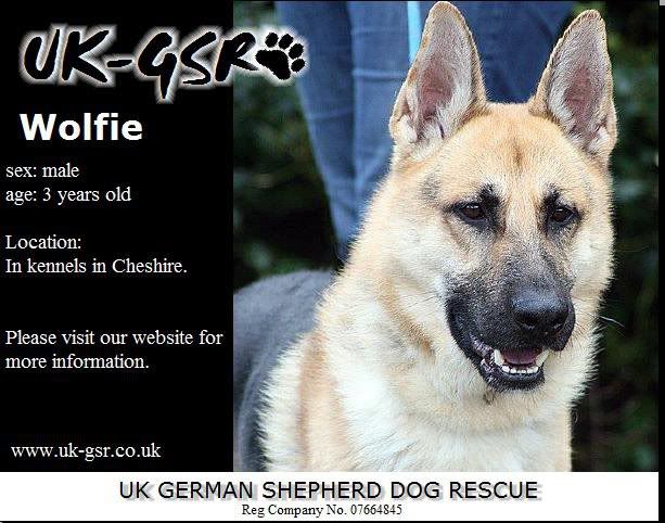 UK-German Shepherd Rescue's Latest Dogs needing homes 53c73d69