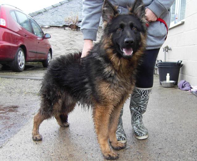 AXEL; 6 Months old Long Haired GSD **UPDATED**LAST UPDATE* 73901_125144924212318_1000015043267