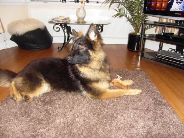 AXEL; 6 Months old Long Haired GSD **UPDATED**LAST UPDATE* 74184_125209424205868_1000015043267