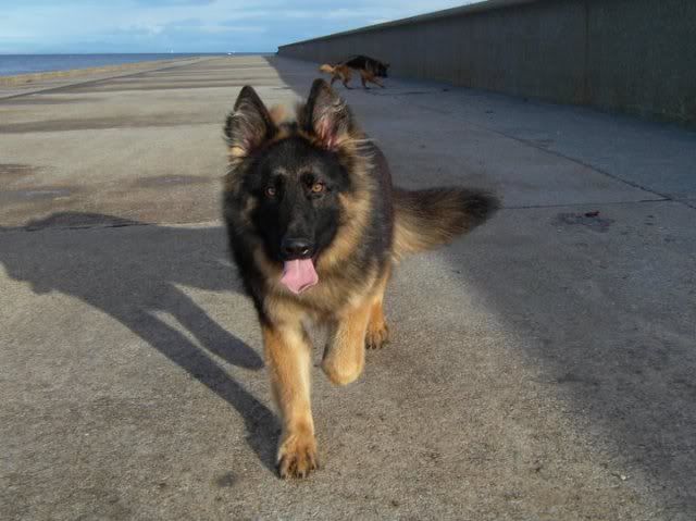 AXEL; 6 Months old Long Haired GSD **UPDATED**LAST UPDATE* 75697_125330257527118_1000015043267