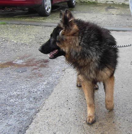 AXEL; 6 Months old Long Haired GSD **UPDATED**LAST UPDATE* 75839_125144910878986_1000015043267