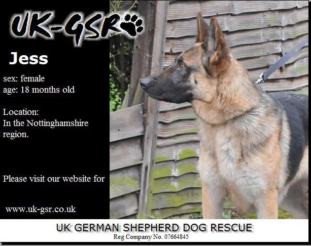 UK-German Shepherd Rescue's Latest Dogs needing homes A85d2e55