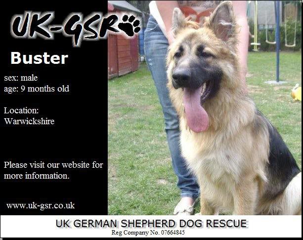 UK-German Shepherd Rescue's Latest Dogs needing homes C3ecea8f