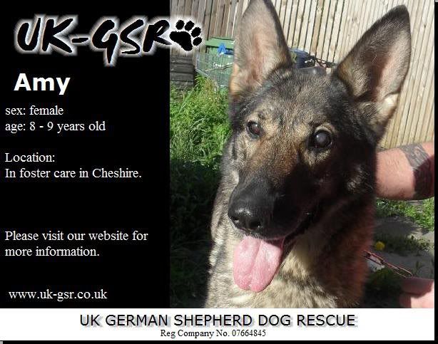 UK-German Shepherd Rescue's Latest Dogs needing homes C85b3103