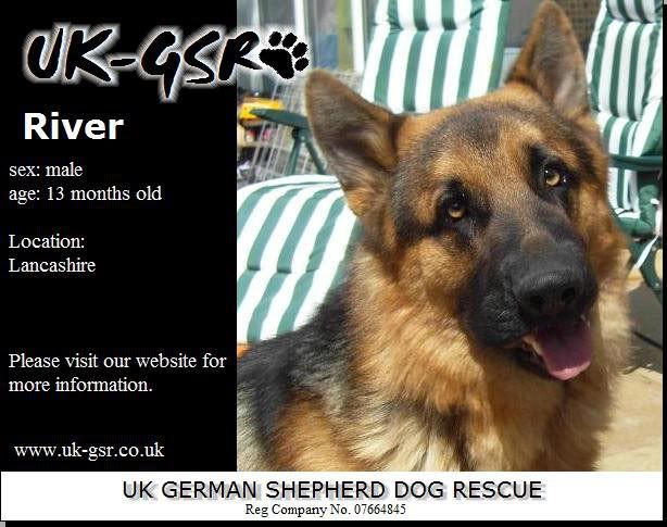 UK-German Shepherd Rescue's Latest Dogs needing homes Feefd378