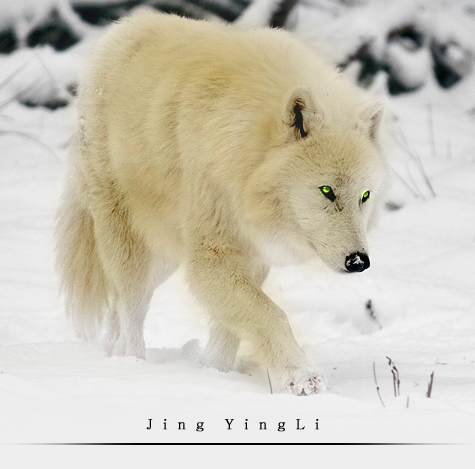 Wolves For Topics. JingYingLi