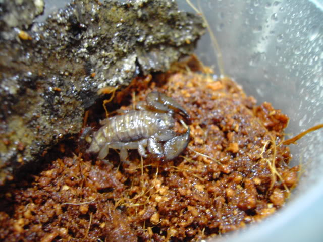 my RJ scorpion molted today hoot hoot hoot :) 5th instar liao - Page 2 PICT1411