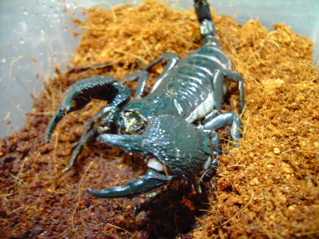 Post Your Scorpion Collection - Page 7 PICT2093