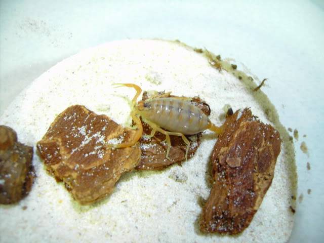 my RJ scorpion molted today hoot hoot hoot :) 5th instar liao - Page 3 PICT2728