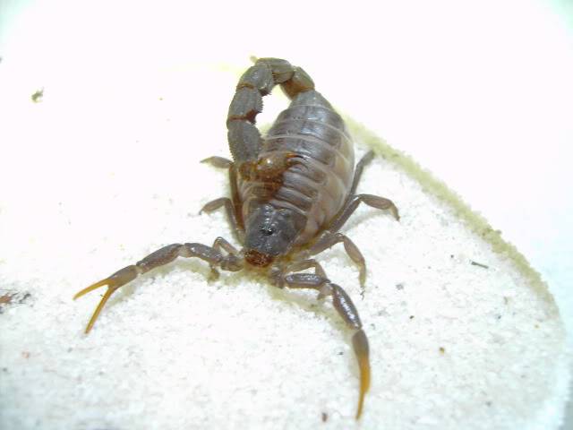 my RJ scorpion molted today hoot hoot hoot :) 5th instar liao - Page 3 PICT2786