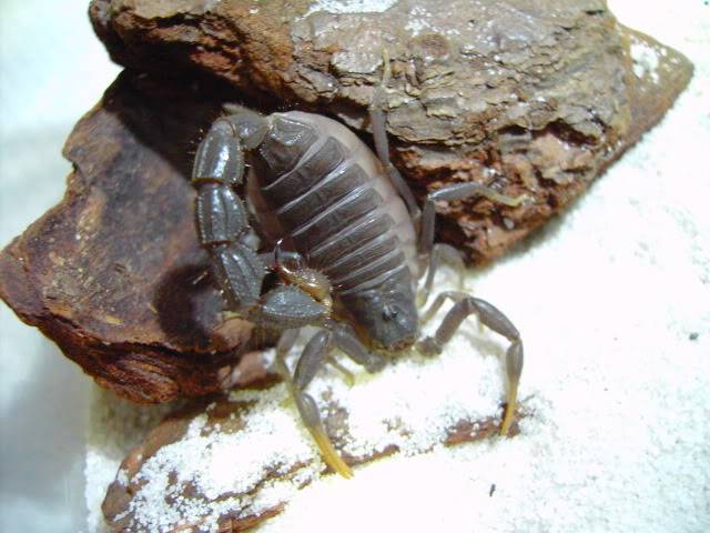 my RJ scorpion molted today hoot hoot hoot :) 5th instar liao - Page 3 PICT3416