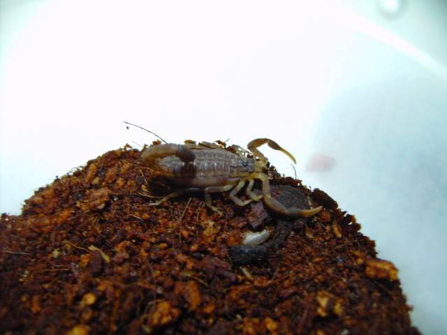 my RJ scorpion molted today hoot hoot hoot :) 5th instar liao - Page 3 PICT3472