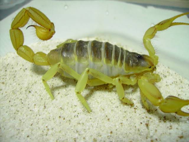Hadrurus arizonensis (pin the tail on the cricket) PICT5660