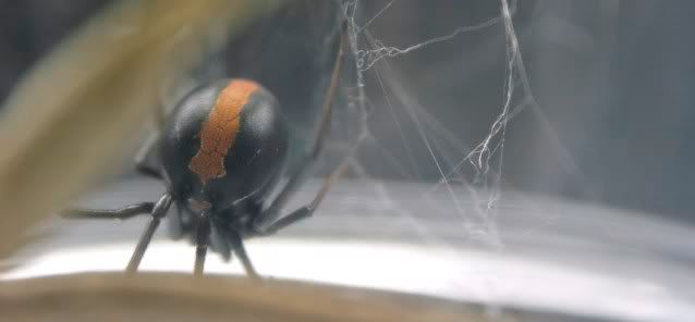 Black widow ..... :P 4c342abf