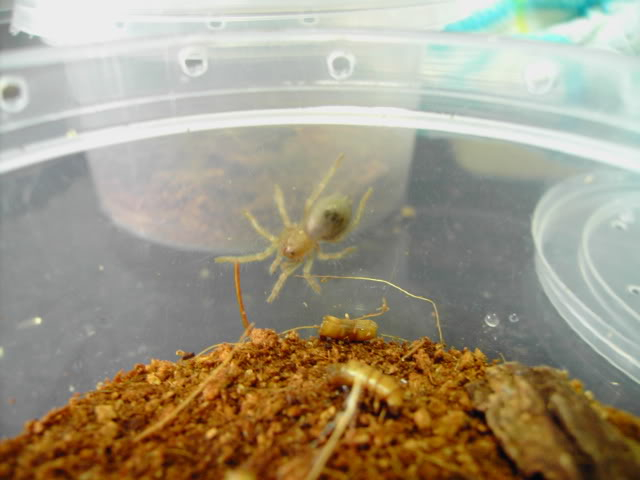 My Brachypelma Smithi n Grammostola Rosea   ....love them sop much PICT0658