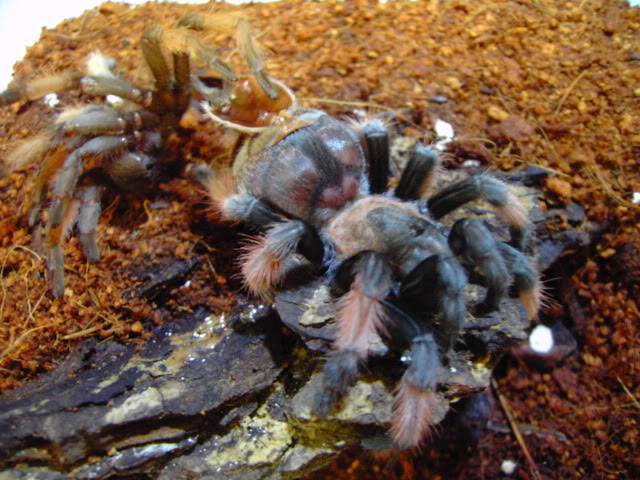 Brachypelma Emilia PICT3625