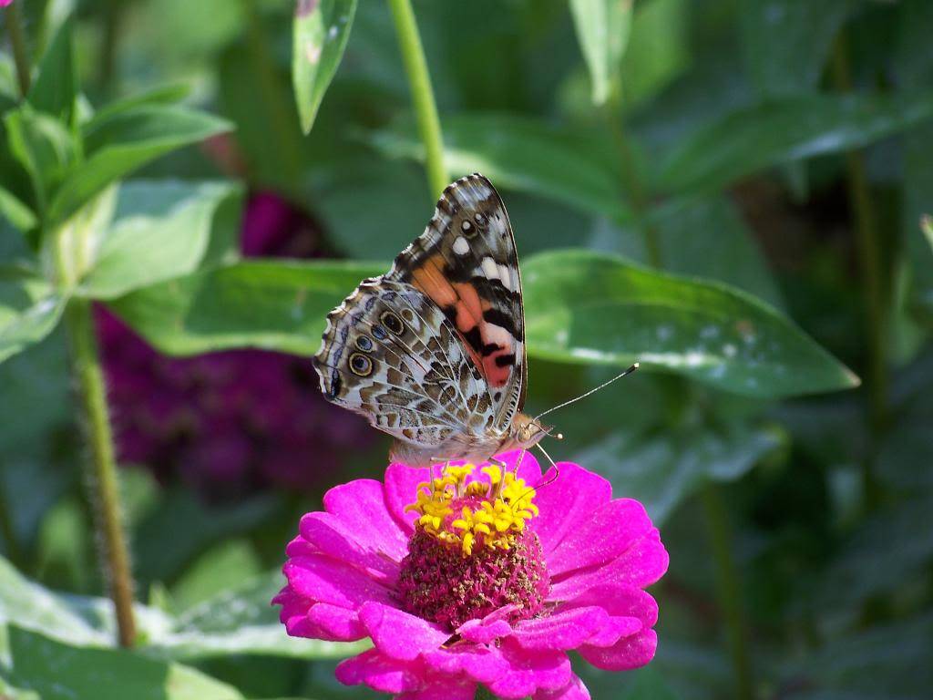 Zinnias are Josh's favorite flower 037_4_zps56351be5