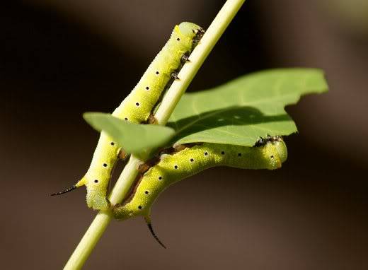 can you ID this catapillar? Catapillars