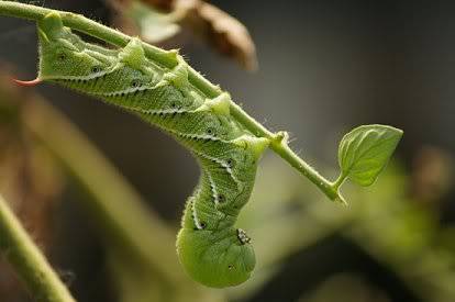 can you ID this catapillar? Hornworm