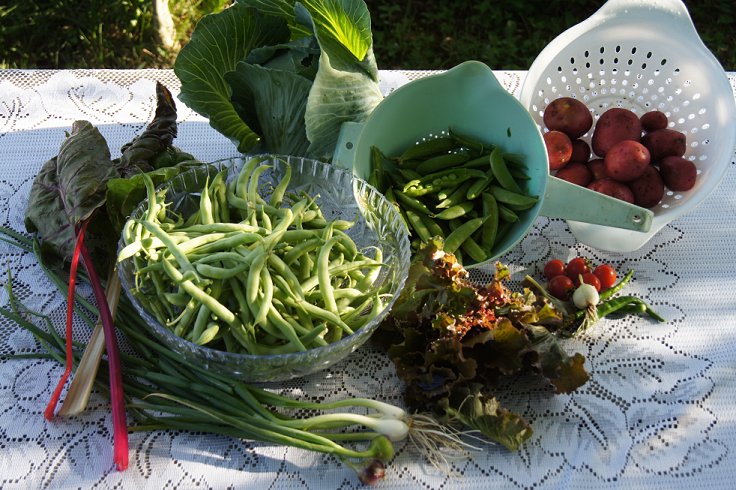 garden - What would you say if I told you how to make a raised  bed garden at $0.00 cost Dsc08193_zps7cfbf14c