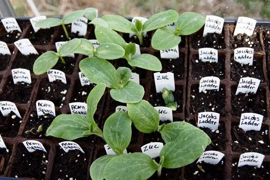 2012 - New for 2012...a small greenhouse Zucsprouted