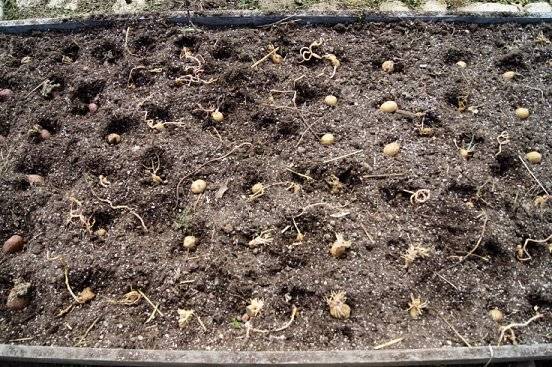 planting potatoes Potaote4-7-13_zpsa2b1f1d7