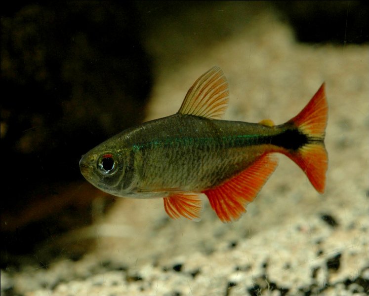 Danios, Barbs & Tetras.. 1batetra_747x600