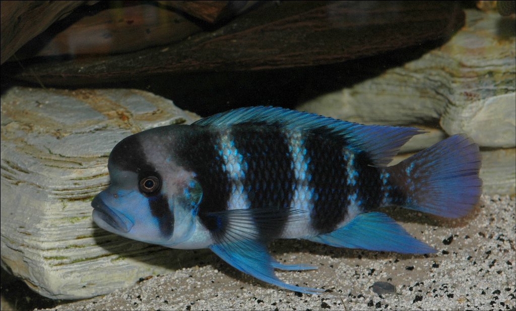 Sharing some Cichlid pics! 1front_1024x618