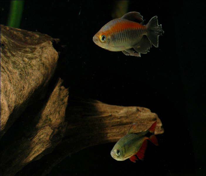 Danios, Barbs & Tetras.. 1tetras_702x600