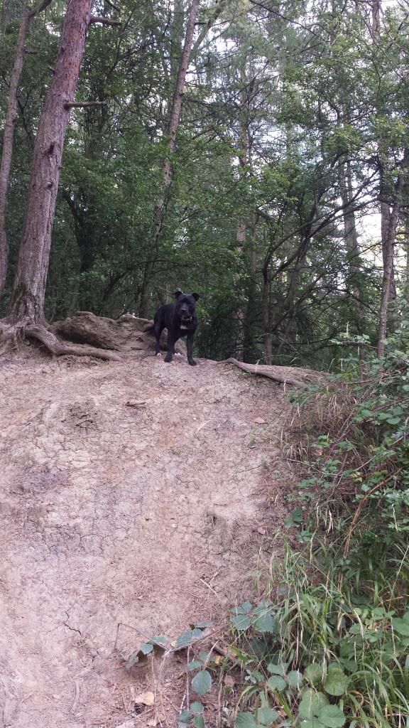 Millie and Jaspers walk tonight :) 20140818_185751_zps19fa272b