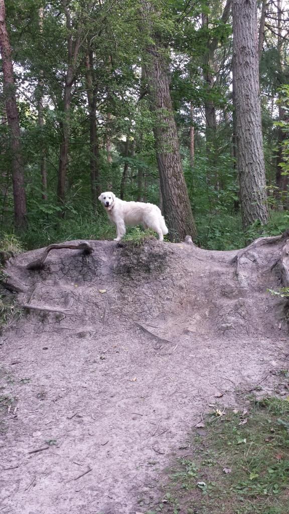 Millie and Jaspers walk tonight :) 20140818_190438_zps8c2328ec