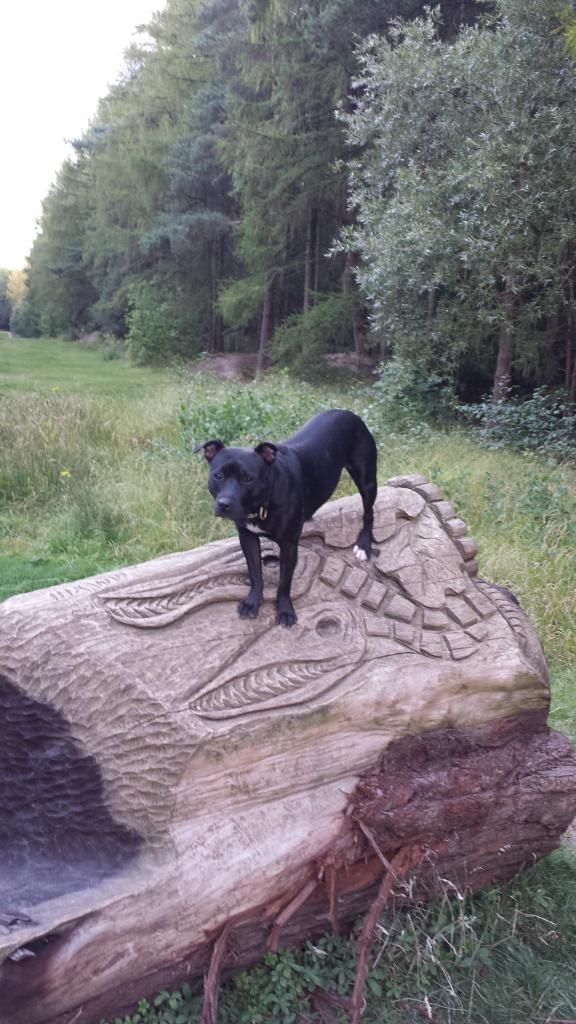 Millie and Jaspers walk tonight :) 20140818_192751_zps15242887