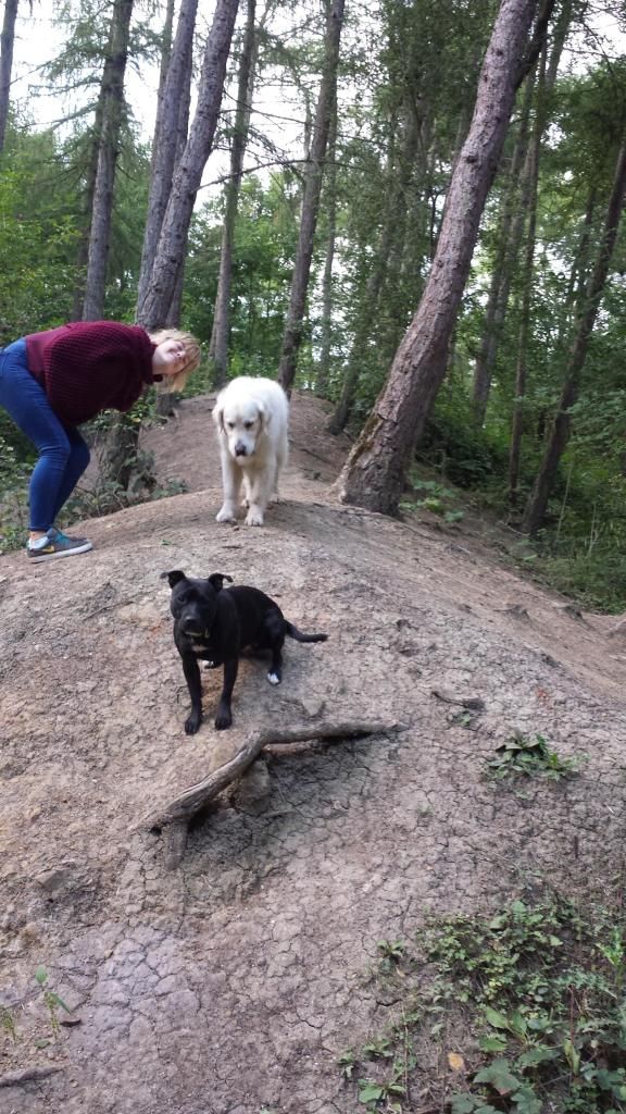 Millie and Jaspers walk tonight :) 20140818_194016_zpsb3a967a9