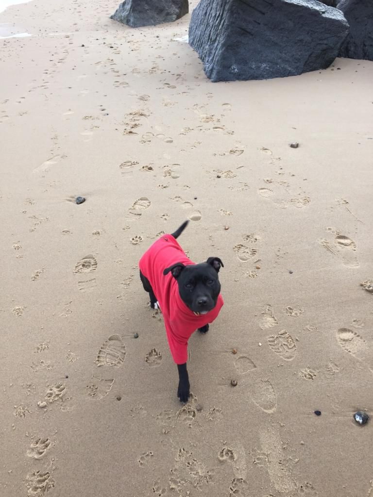 millie and jaspers boxing day beach day (pic heavy) IMG-20141226-WA0009_zpsefd22fea