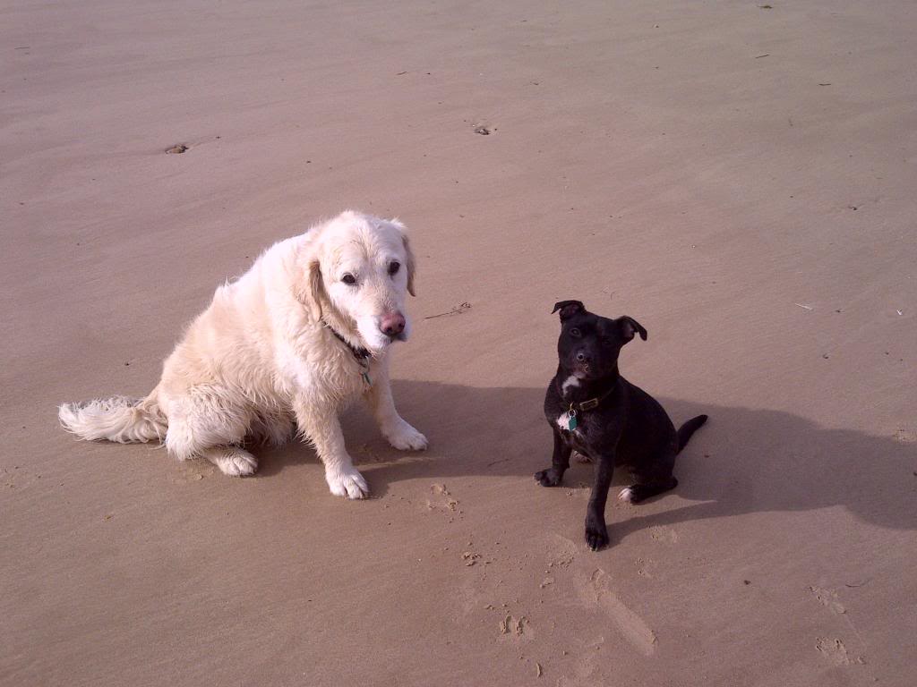 pics of Millie enjoying her first beach experience :) KingsLynnandWestNorfolk-20140301-01413_zps90b25031