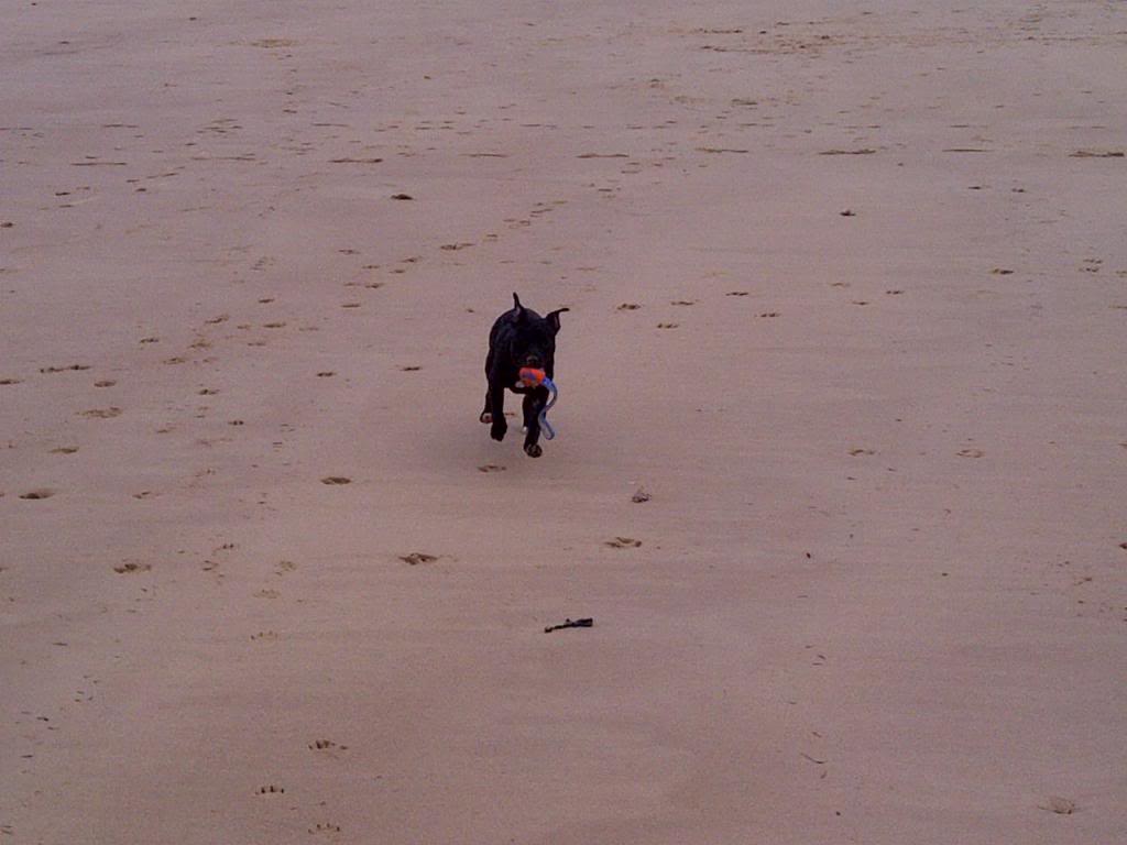 pics of Millie enjoying her first beach experience :) NorthNorfolk-20140301-01405_zps8504da6c