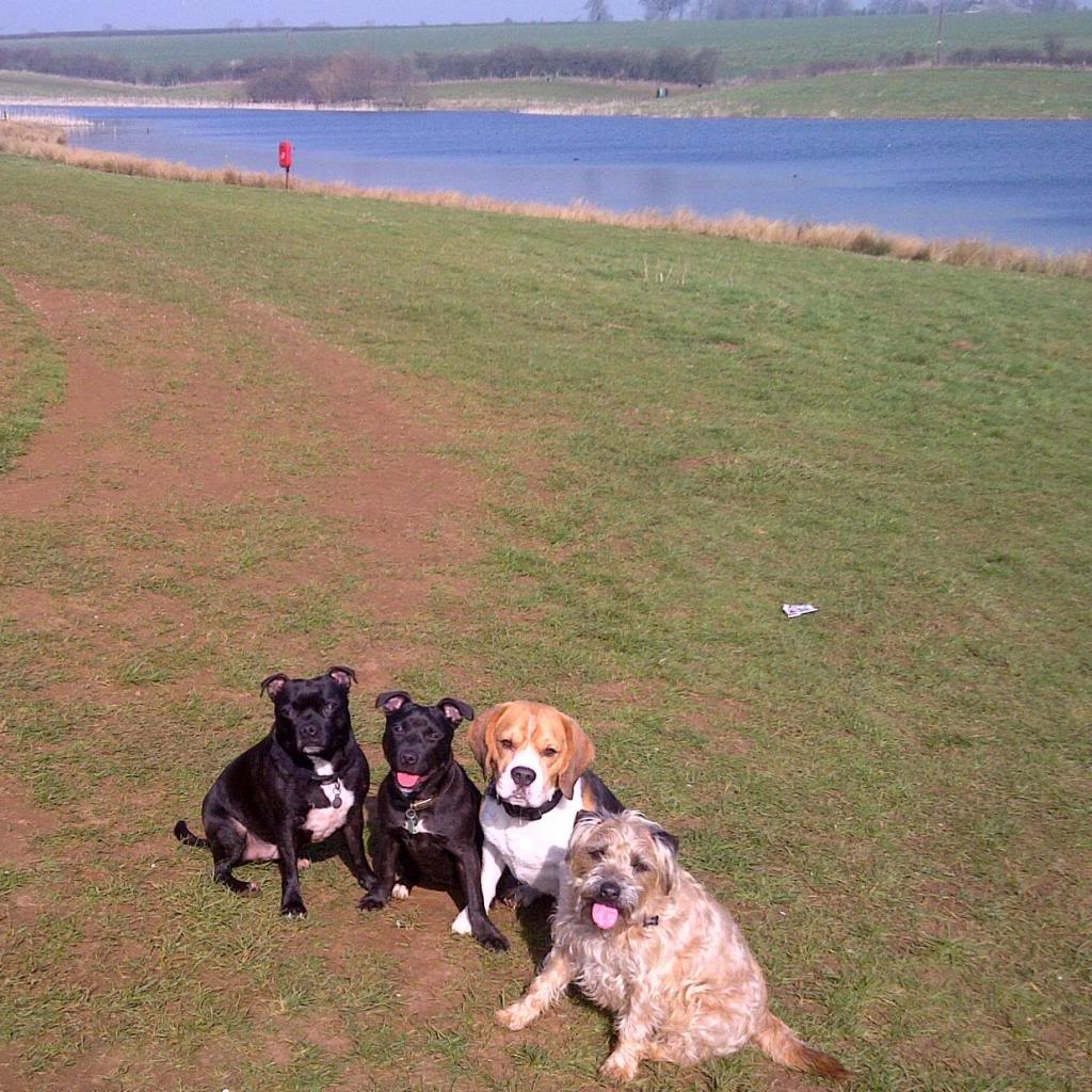 Millie and her friends on yesterdays walk :) Hollymilliearchiebuddy-Copy_zps20275990