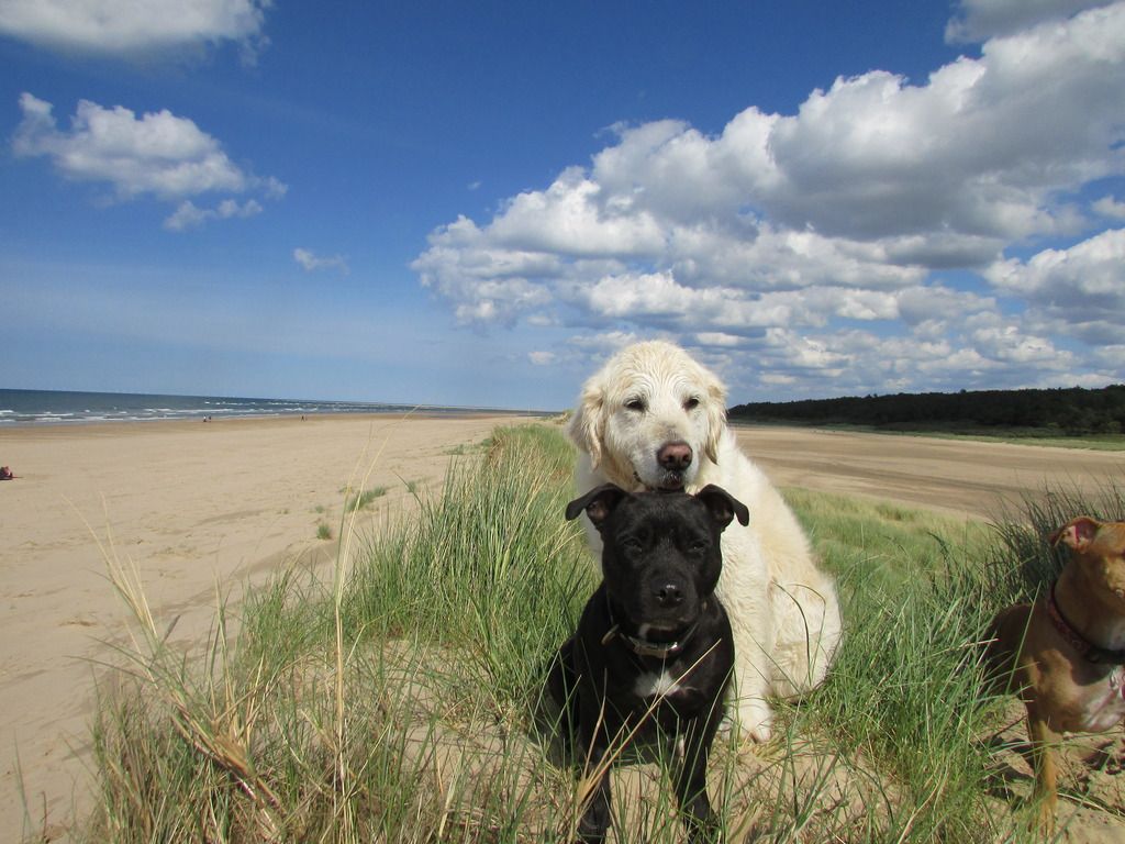 day at the beach (pic heavy) Millie%20and%20jasper_zpskkzvavqe