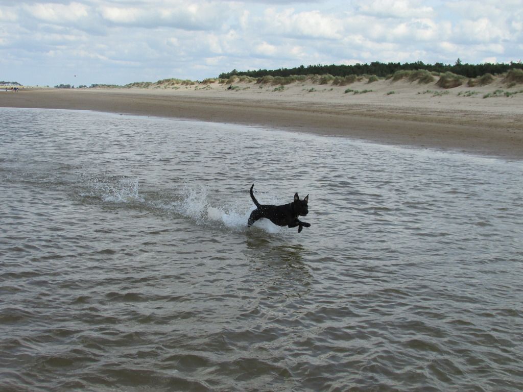 day at the beach (pic heavy) Millie%20fly_zpsdjxvsfko