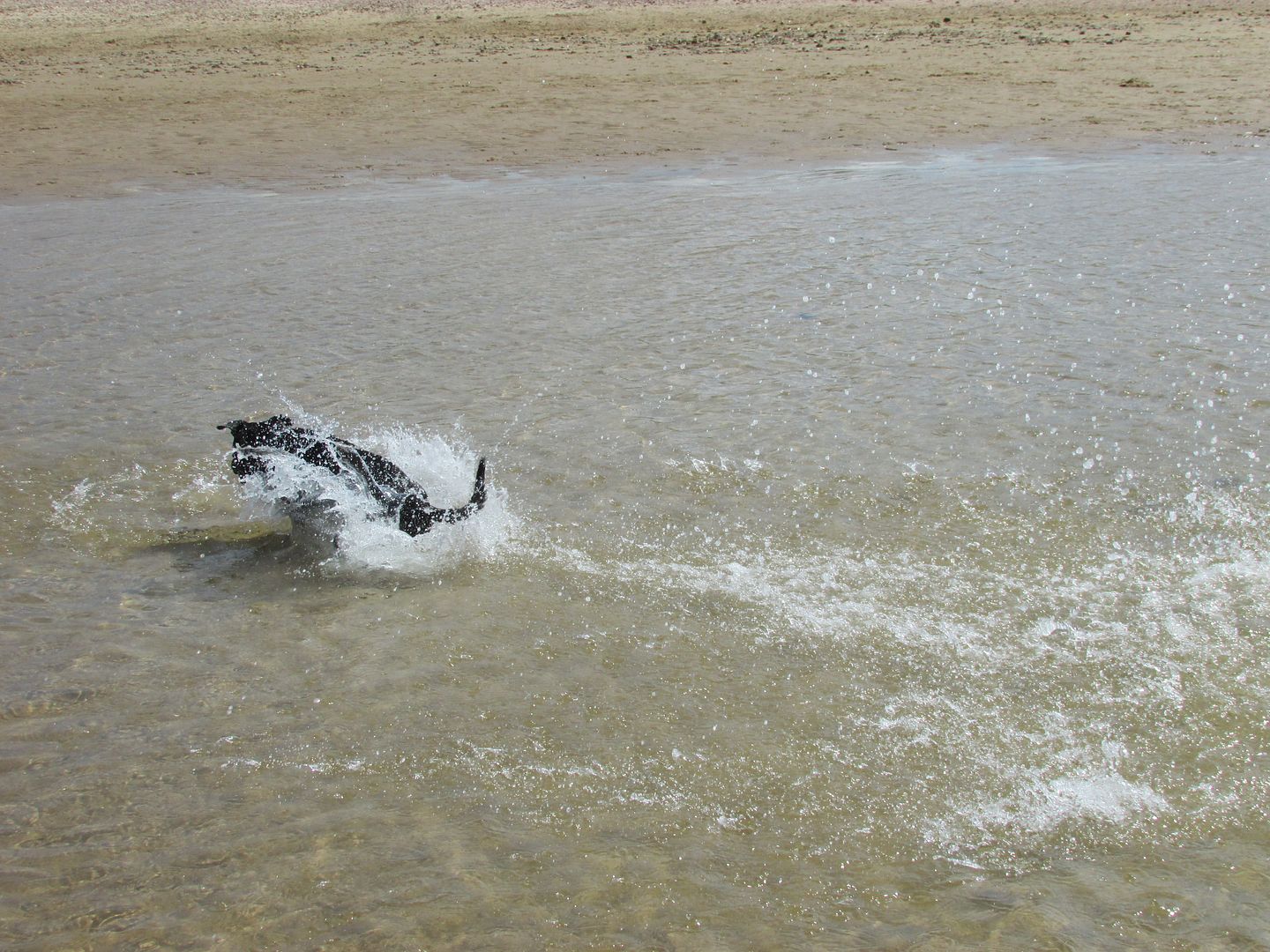 day at the beach (pic heavy) Splash_zps77onzryc