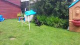 Millie's agility practice in the garden for her classes :) Th_20140612_140002_zps1f7fd6d3