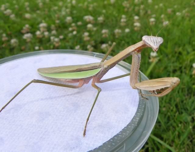 Adult Female Mantid 004-7